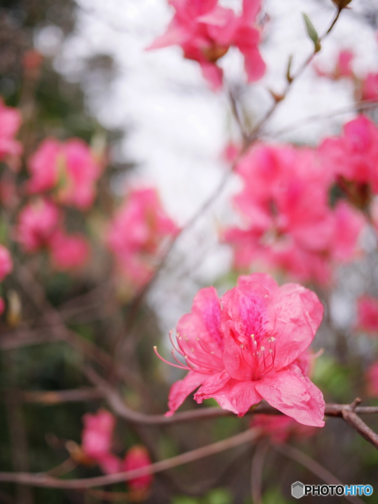 花撮り練習