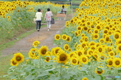 ひまわり畑にて。