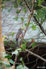 初心者が鳥を撮ってみた！