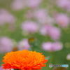 花。