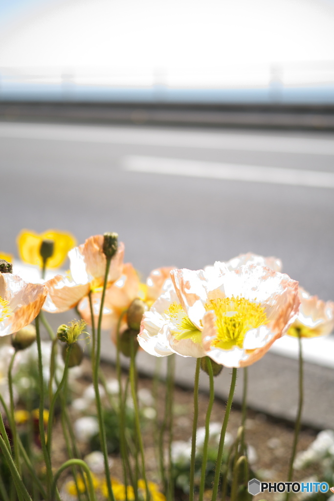 道路脇の花壇より