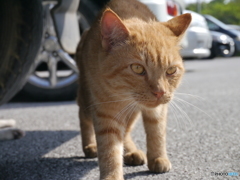 ねこ