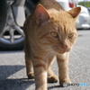 ねこ
