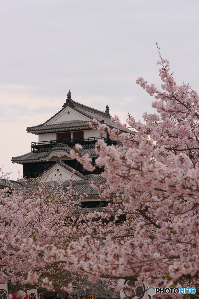 松山城と桜