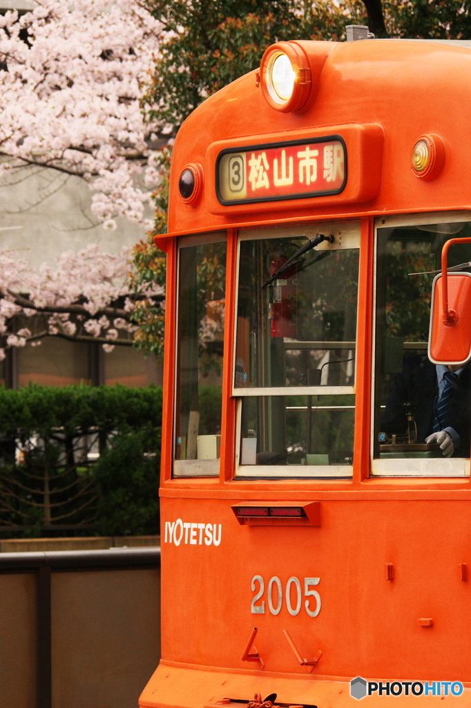 伊予鉄と桜