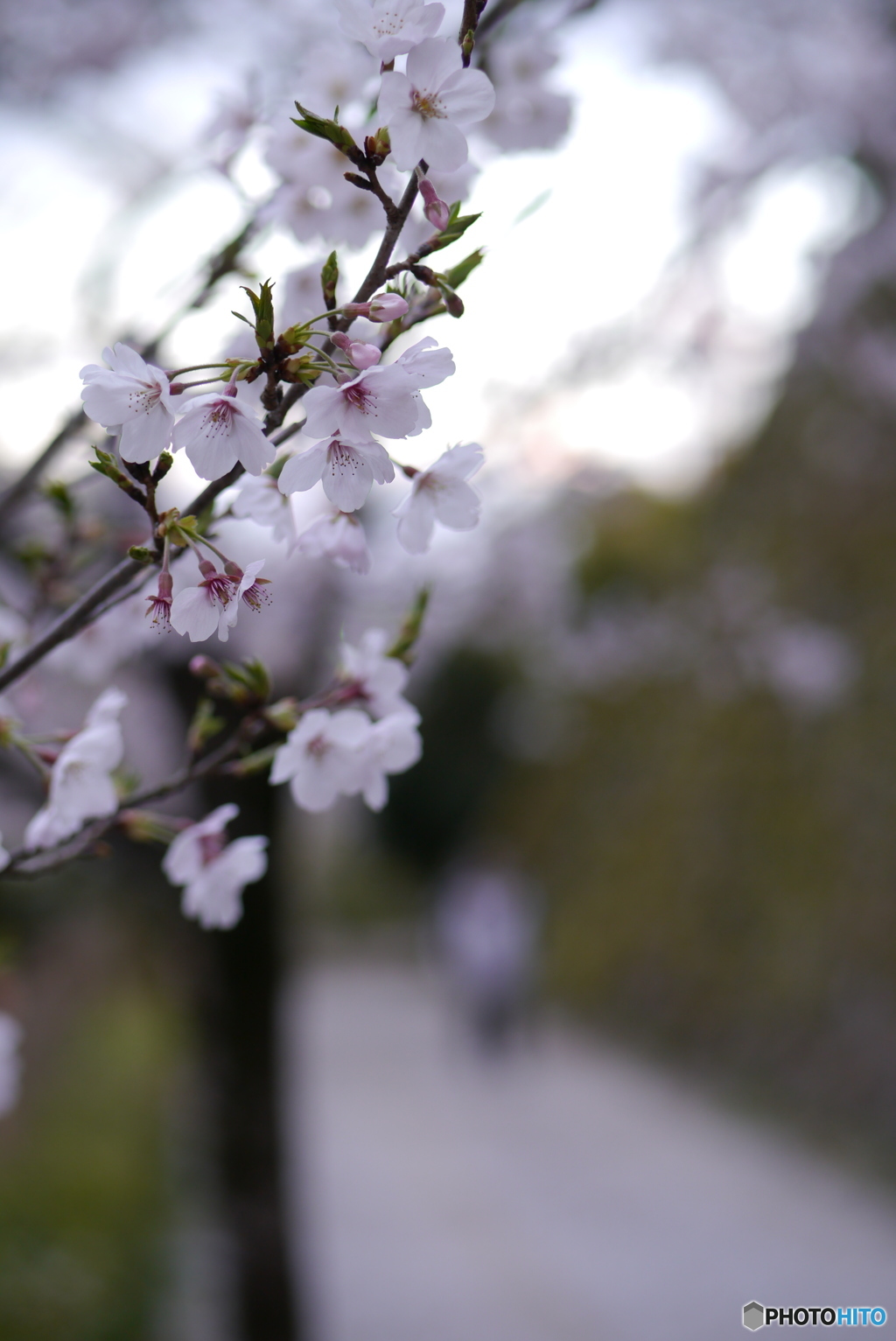 高知城の桜