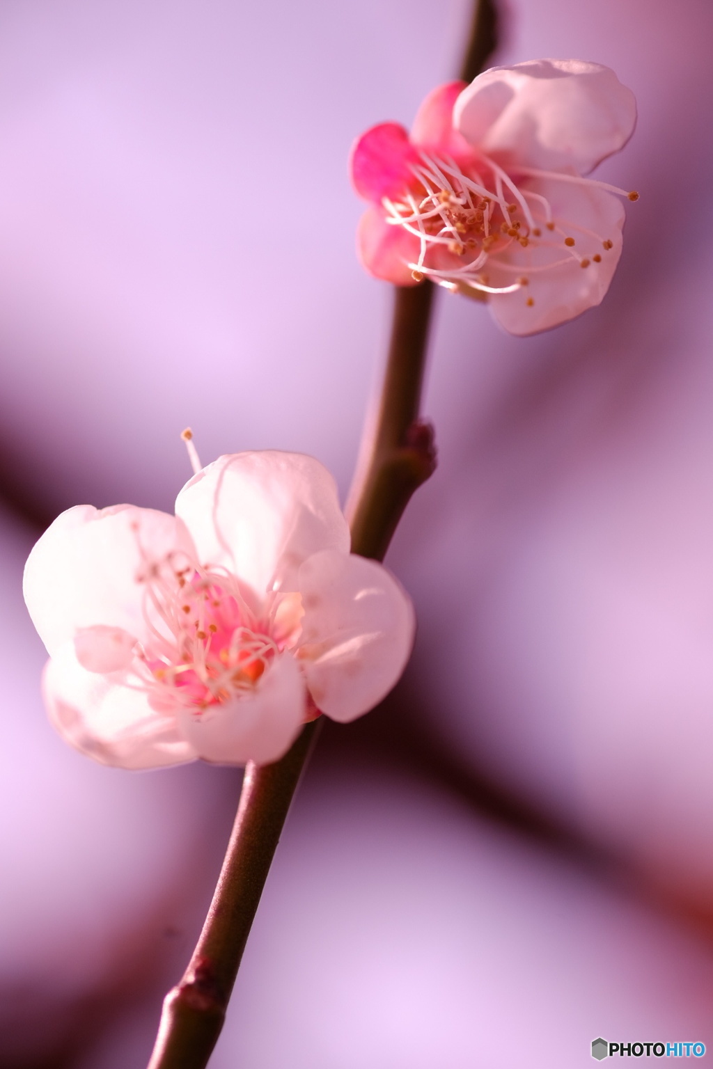 梅