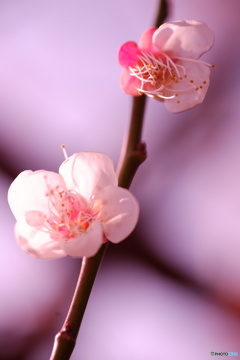 梅