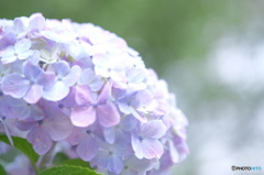 梅雨の花火