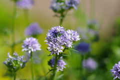 君と見つけた　ふたりの想い出の花