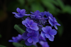 蒼い時・blue　velvet