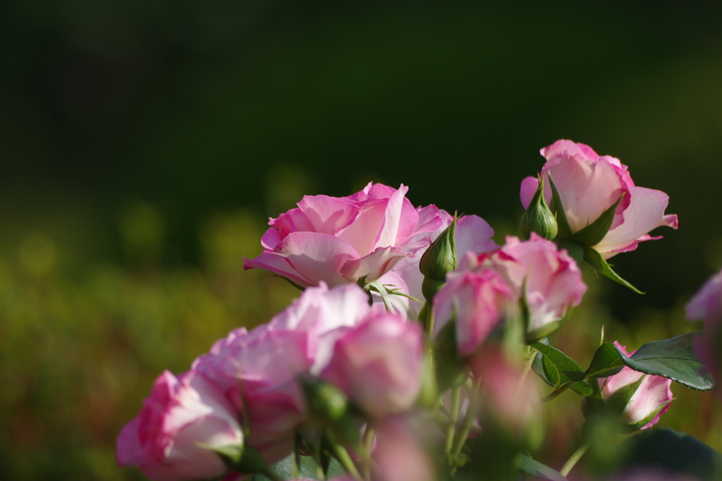to love you more