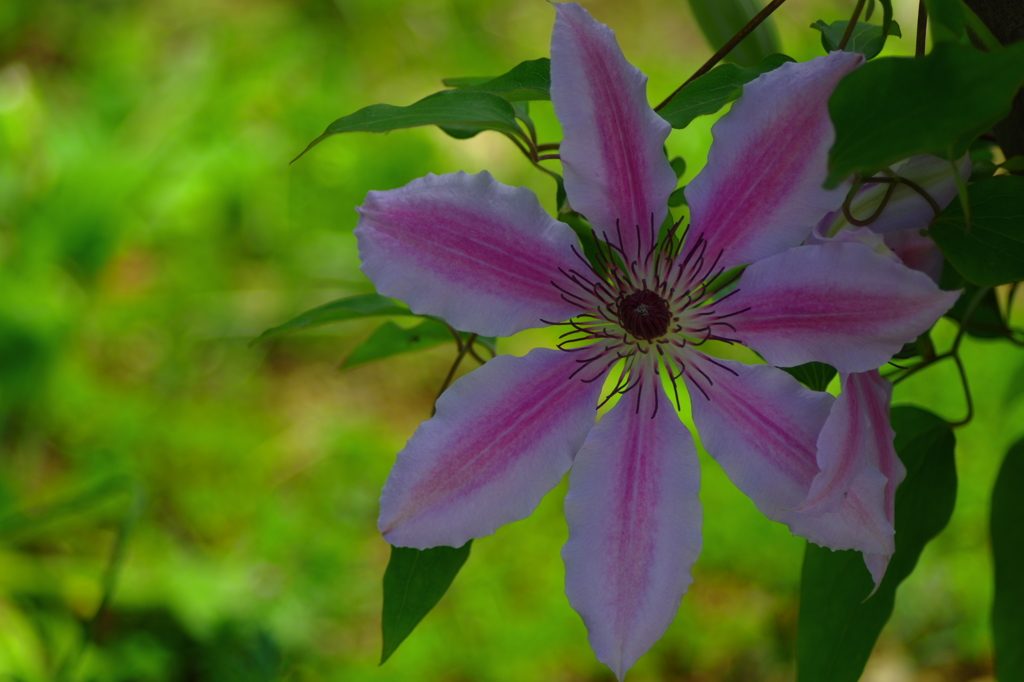 君は僕の心の太陽