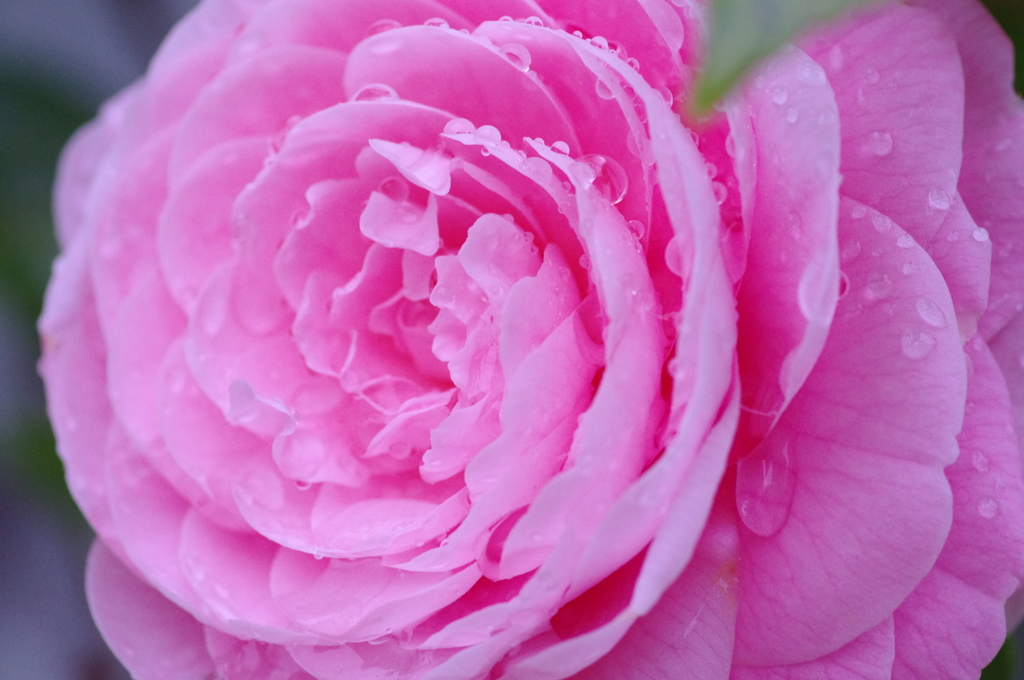 あの日の面影　今、あなたに逢いたい・・・