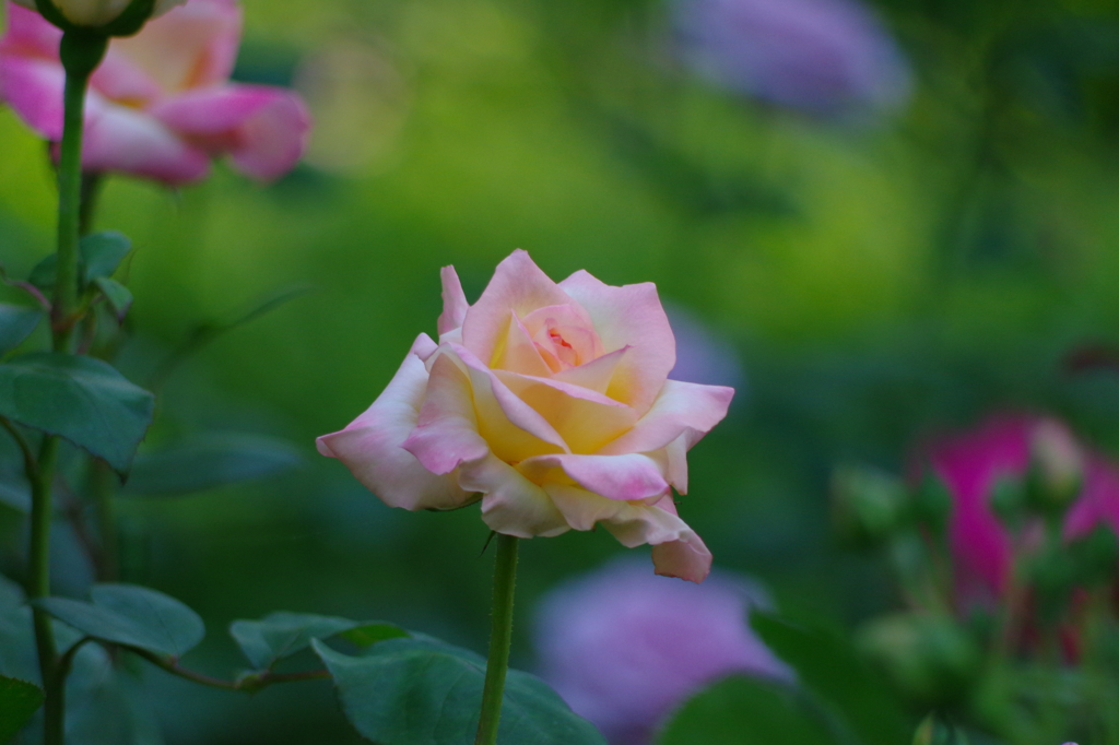 今も心に咲いてる　あなたの好きな花