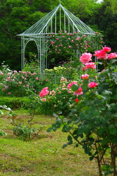 君の夢を見る・・・想い出の花園
