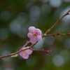 時が流れても　忘れはしない春の陽を