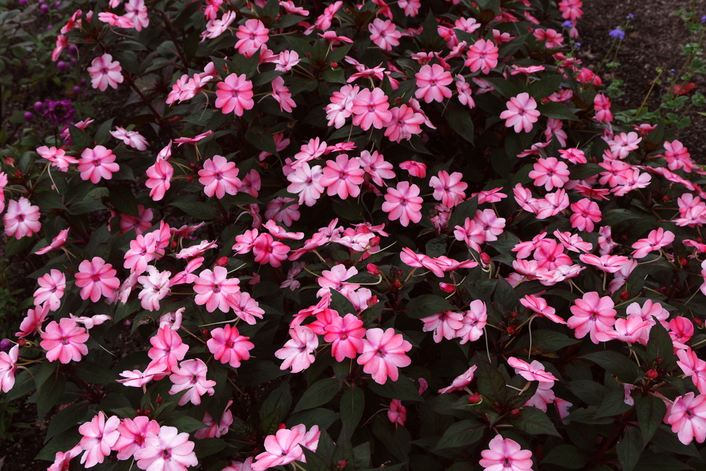 お花畑でつかまえて