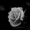 この歌をfor　you