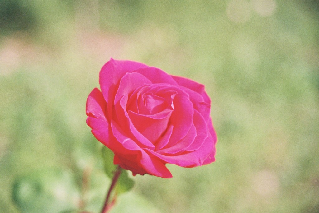 いつか君に　この花を