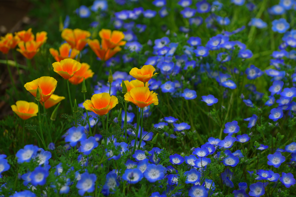 君を待つ想い出の花園