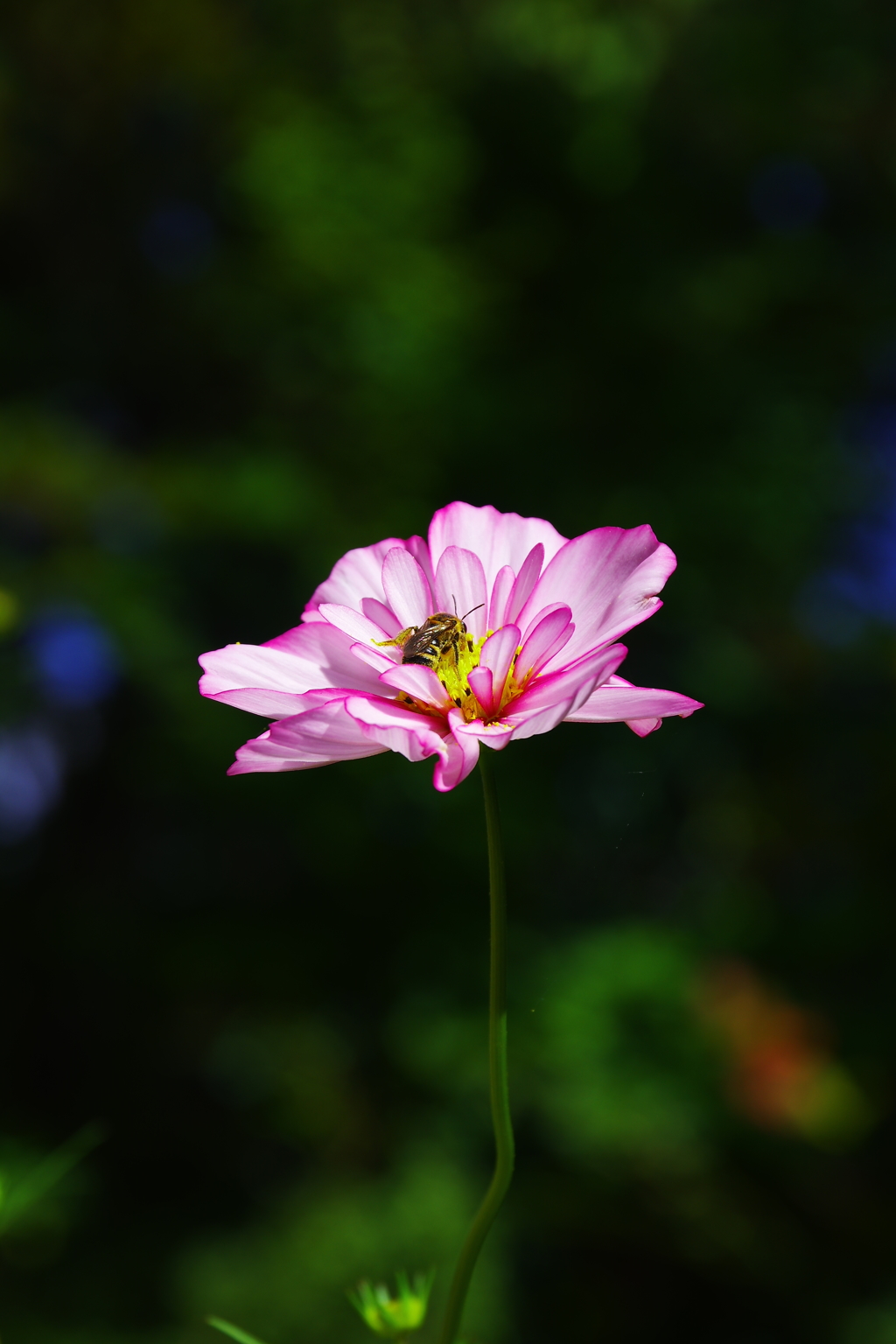 甘い蜜に誘われて