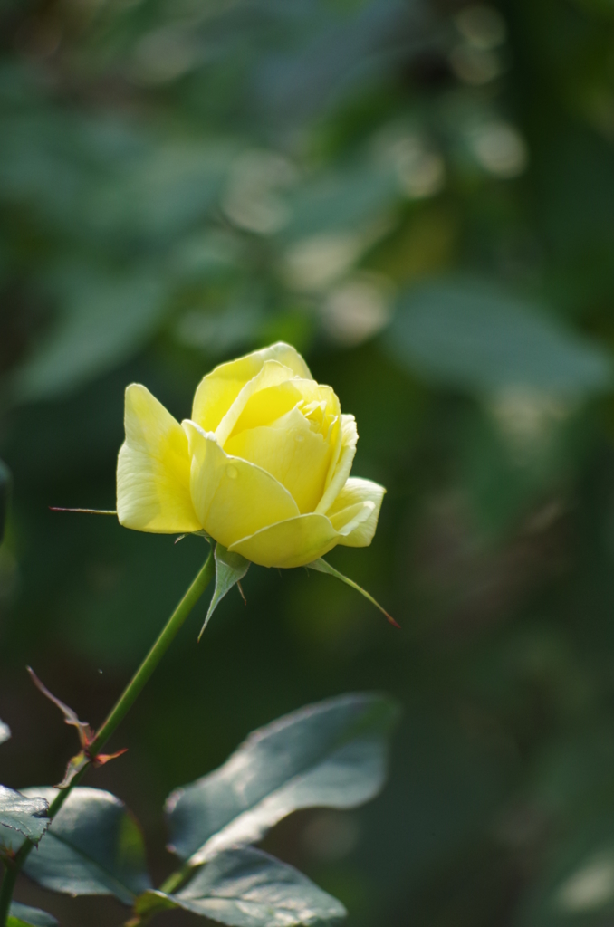 あなたのそばで　永遠の愛を誓う