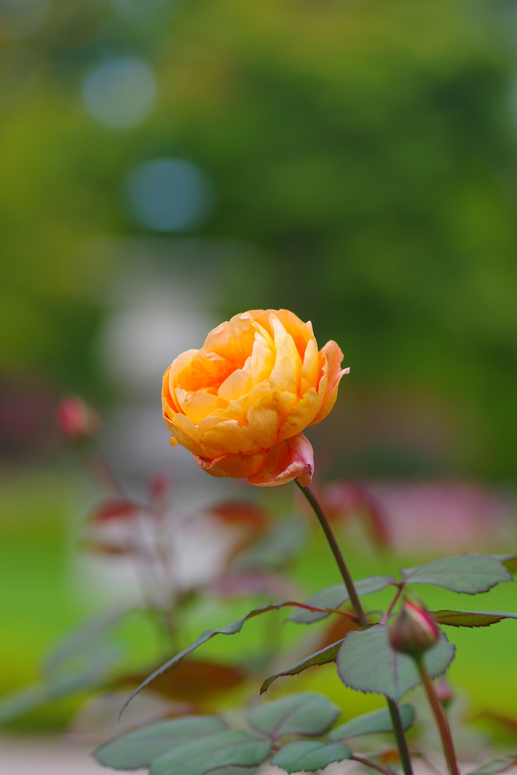 君に捧げる愛の花