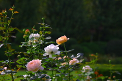 想い出の薔薇の園