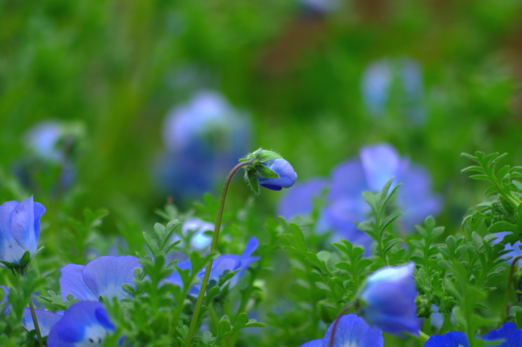 蒼い空に憧れて