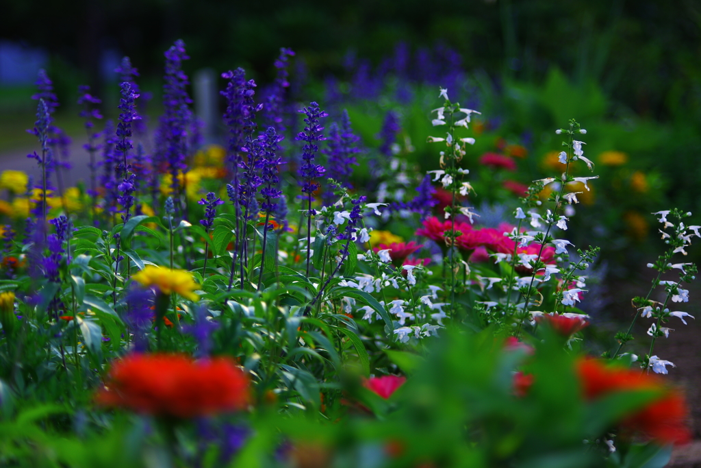 秘密の花園・君に出逢う夢のはじまり