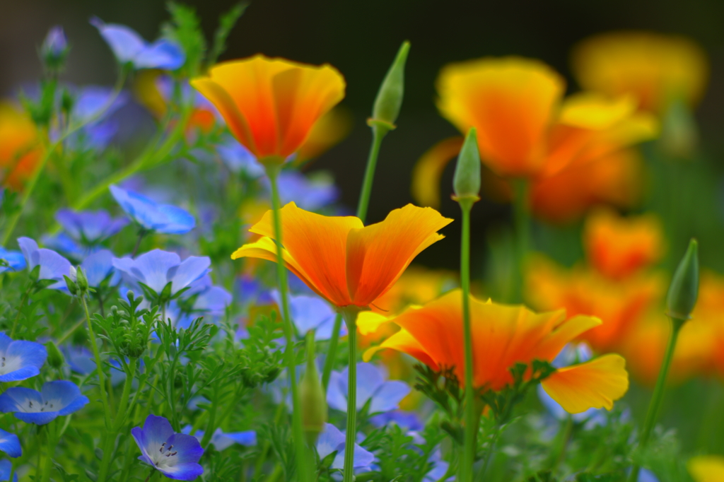 ふたりの想い出の花園で抱きしめて