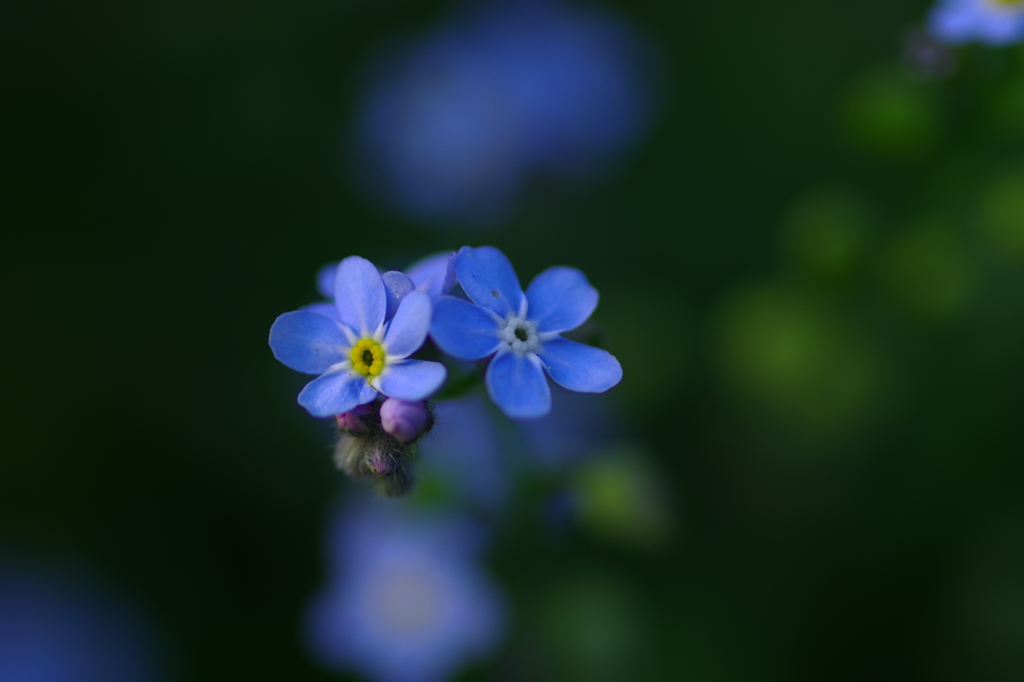 かけがえのない君といつまでも