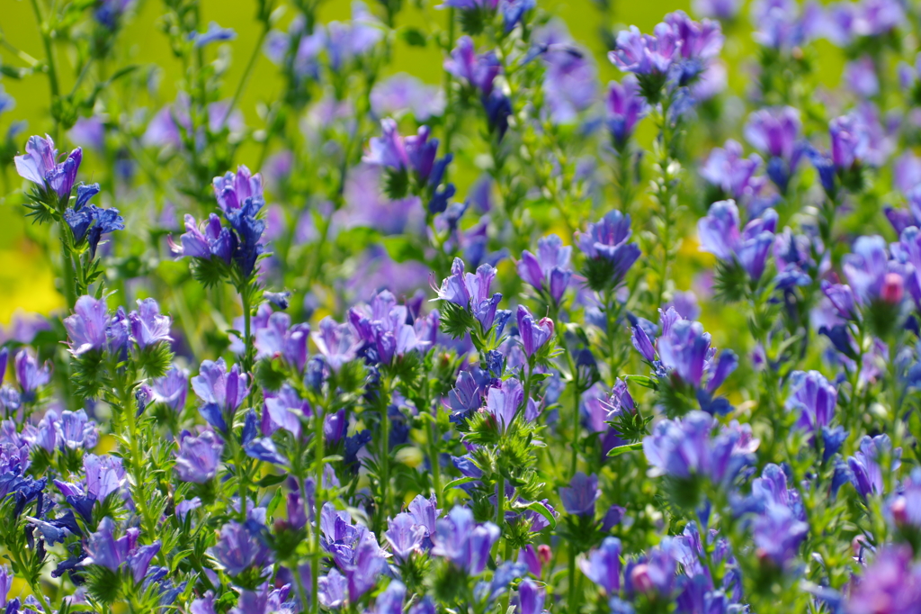 いつのときも君は　僕の心の中に咲く花