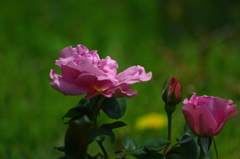 この想い　愛になる