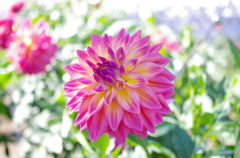 DCIM023.image