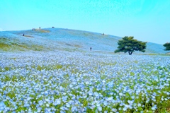 DCIM033.image