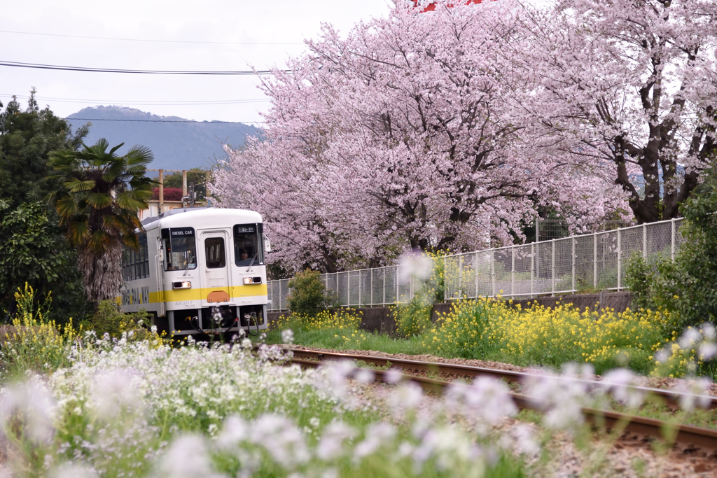 甘木鉄道