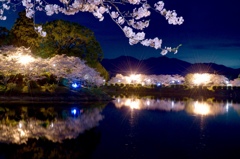 夜桜