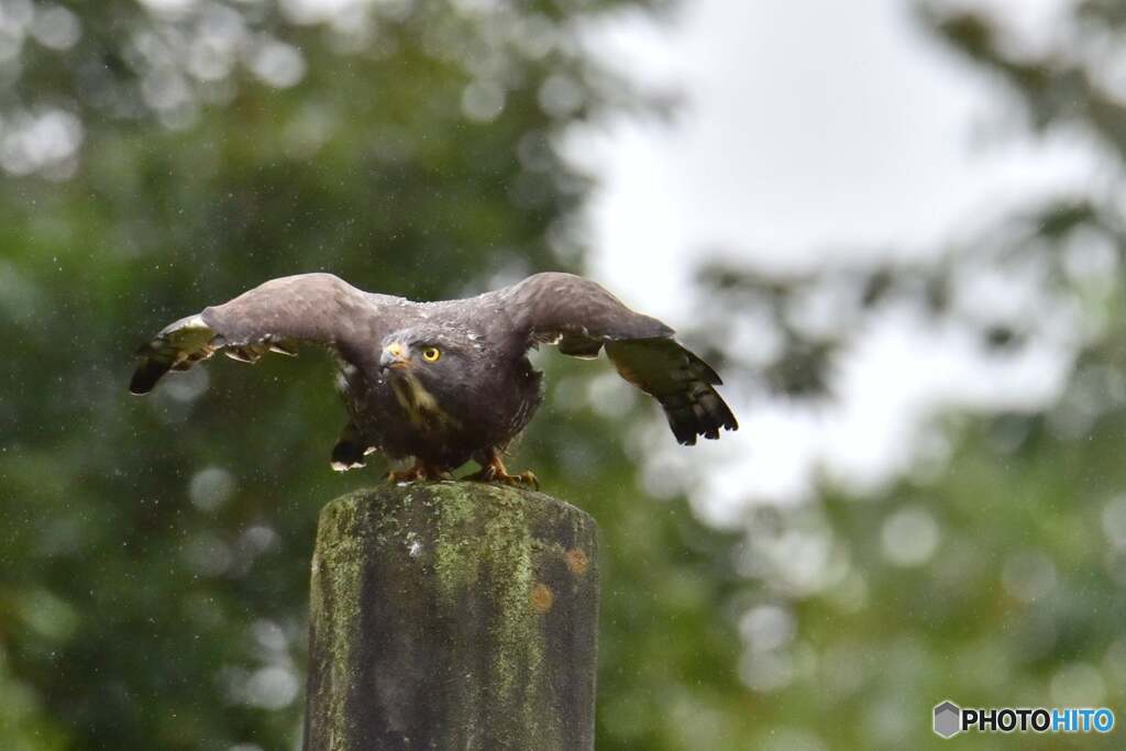 獲物狙い澄まして