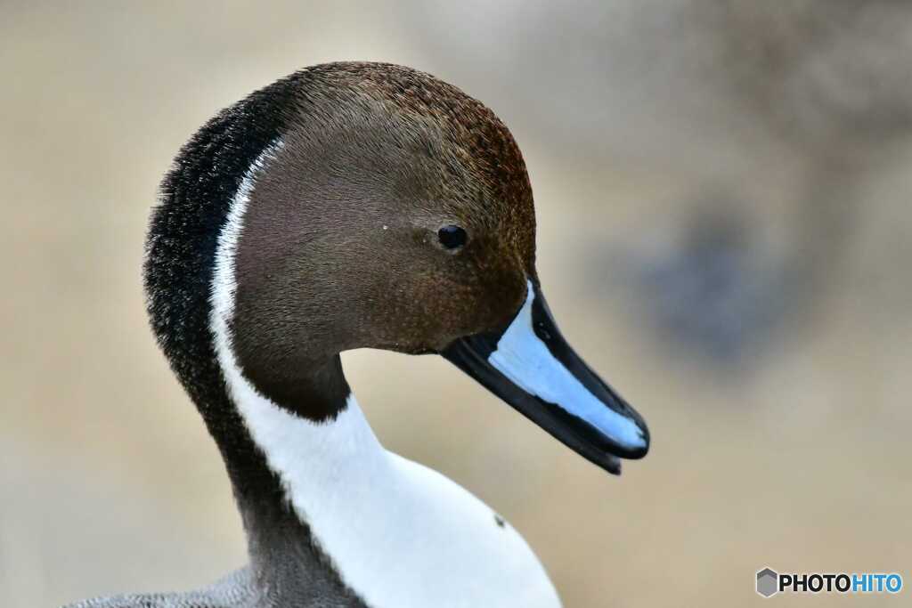 画像消えてしまったので再度上げます。