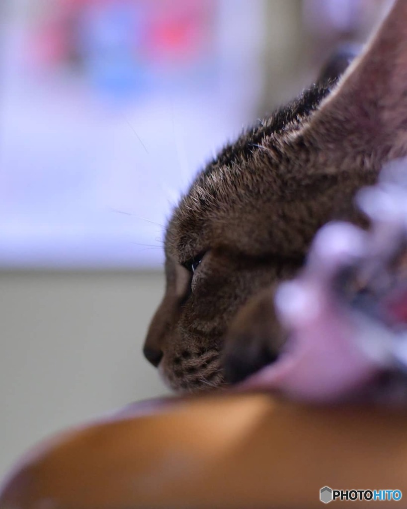 おやすみなさい