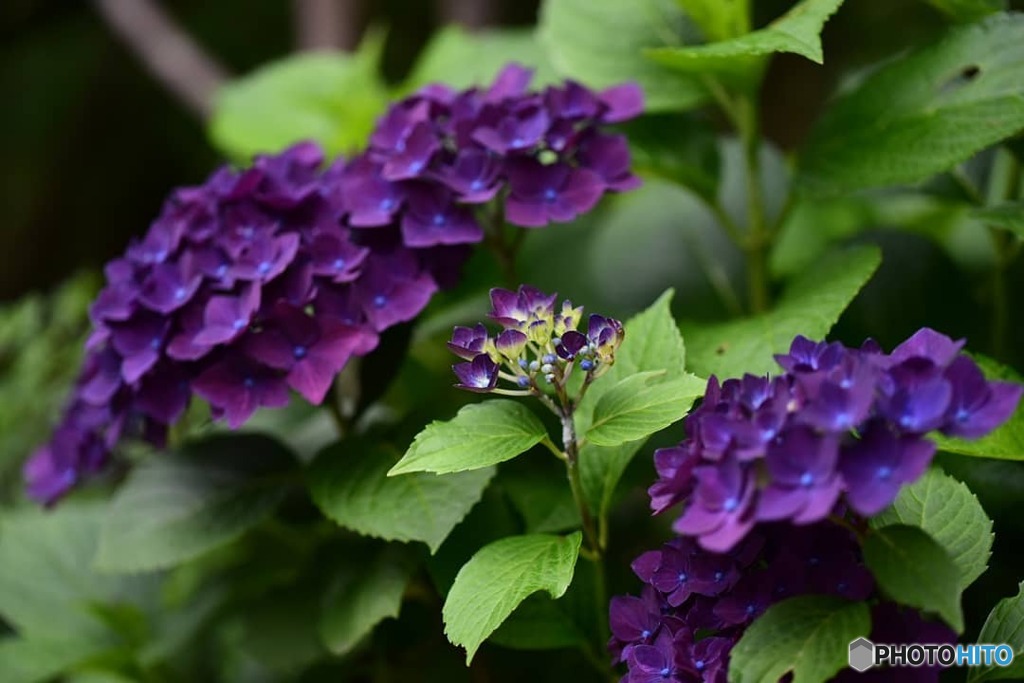 紫陽花