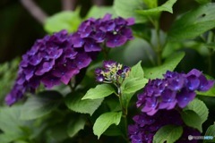 紫陽花