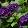 紫陽花