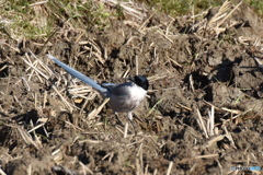 野鳥