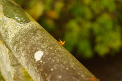 晩秋