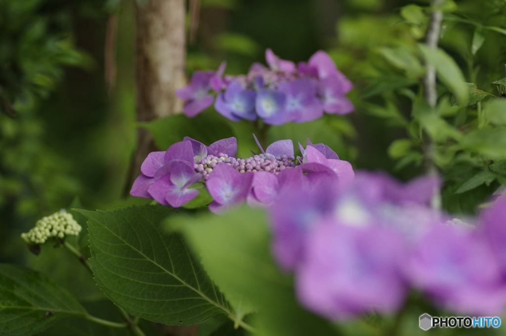 紫陽花