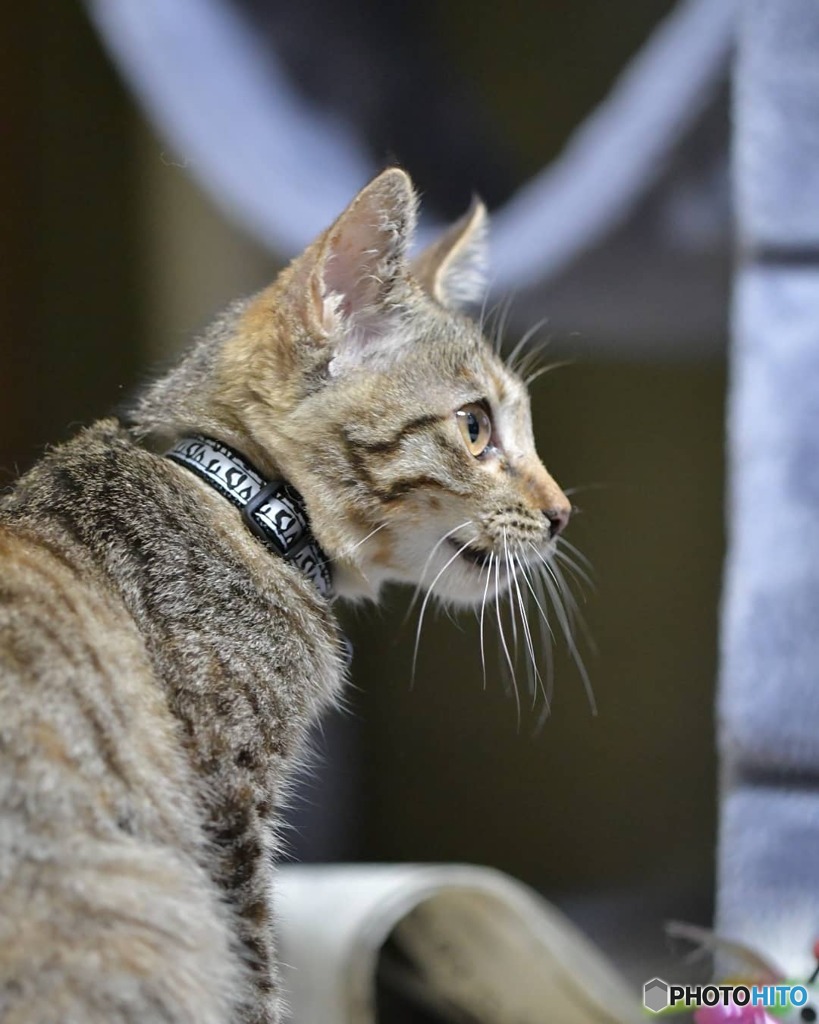 野良ちゃんお迎え