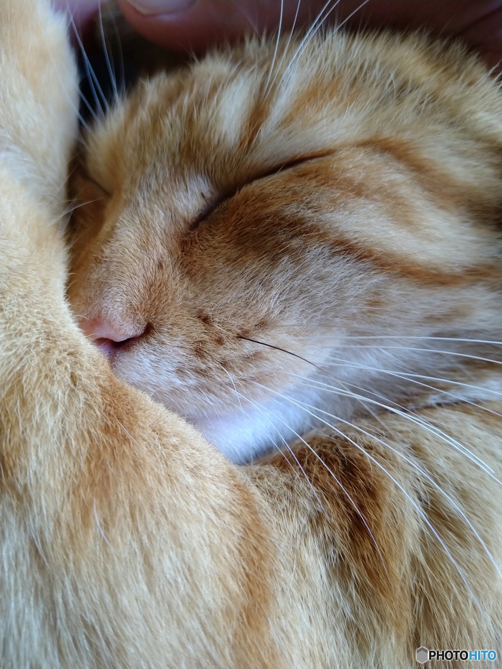 愛猫野良